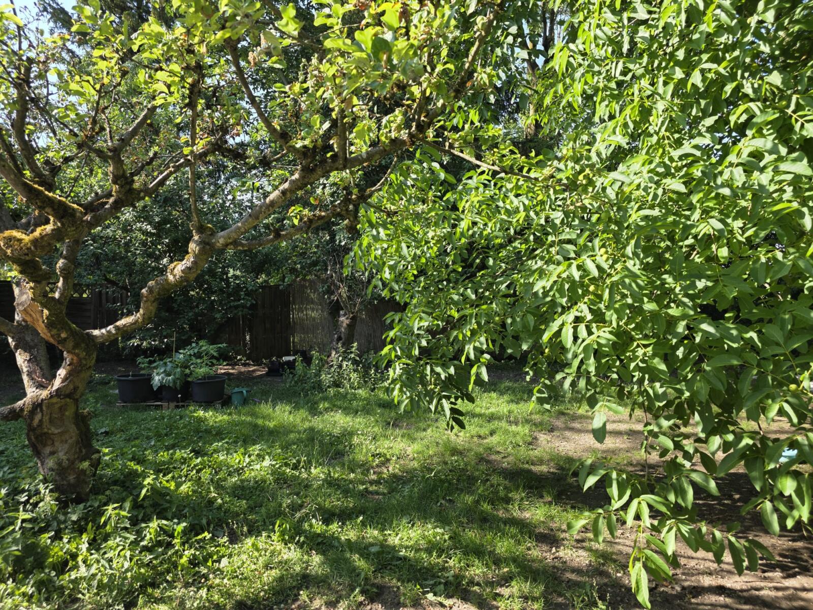 Garten mit Baum Haus 86